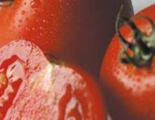 Rezept für Seezungenröllchen in Tomatensauce